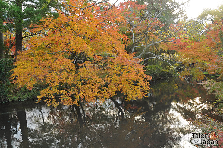 บรรยากาศใบไม้เปลี่ยนสีภายในสวนข้างๆทะเลสาบคินริน Kinrin Lake 