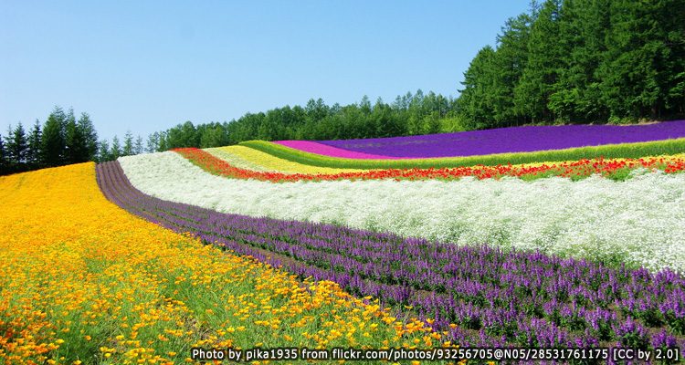 ผลการค้นหารูปภาพสำหรับ ทุ่งดอกไม้แห่งฟูราโน่ ฟาร์มโทมิตะ Farm Tomita