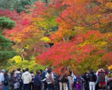 Kodaiji Temple